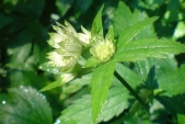 Jarmanka větší (Astrantia major) je miříkovitá rostlina, která je na Osoblažsku poměrně vzácná.