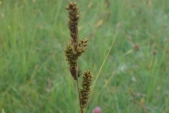 Ostřice Hartmanova (Carex hartmanii) je jednou ze vzácnějších šáchorovitých rostlin, které bývají mylně považovány za trávy.