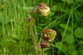 Kuklík potoční (Geum rivale) je růžovitá rostlina vlhkých stanovišť.
