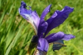 Kosatec sibiřský (Iris sibirica) je jednou ze vzácných a ohrožených rostlin rostoucích na Osoblažsku, které jsou chráněny zákonem.