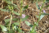 V ČR silně ohrožený kyprej yzopolistý (Lythrum hyssopifolia) je vcelku nenápadná kytička kvetoucí od června do září.