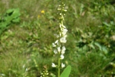Komonice bílá (Melilotus albus) může být docela nenápadná 30 cm vysoká bylina, ale někdy doroste i 2,5 m.