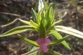 Rostlina, která se nápadně podobá hledíkům ze zahrádek, je silně ohrožený šklebivec přímý (Misopates orontium).