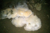 Kromě všelikého hmyzu se v jeskyni dají najít i houby