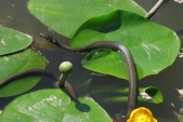 Užovka obojková (Natrix natrix) žije kolem vody, umí se tedy udržet i na hladině, když je třeba.