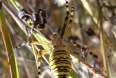 Mezi suchými stébly v trávě si upletl pavučinu křižák pruhovaný (Arqiorpe bruennichi).