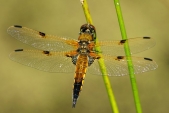 U vážky čtyřskvrnné (Libellula quadrimaculata) nese každý pár křídel celkem čtyři skvrny, jak napovídá název.