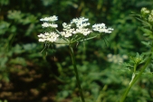 Tetlucha kozí pysk (Aethusa cynapium) je silně jedovatá miříkovitá rostlina rostoucí na synantropních stanovištích.