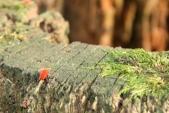 Sametka červená (nebo podzimní). Docela nepříjemný roztoč vyfocen v Džungli