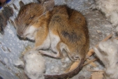 Na zimu se do budov stěhuje i myšice lesní (Apodemus flavicollis) díky čemuž často končí otrávené nastraženým jedovatým zrním.